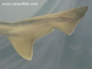 Foto Galerie/Carcharhiniformes/Galeorhinus galeus/Galeorhinus galeus_04_S.jpg